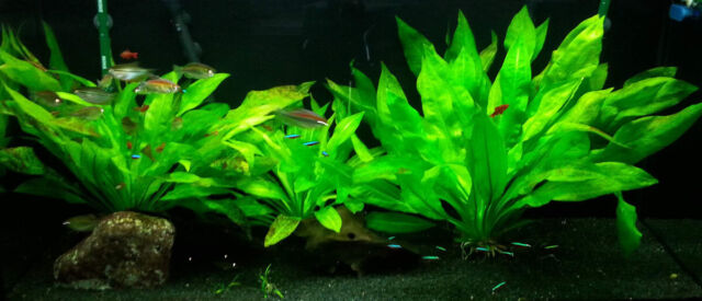 Amazon Sword Echinodorus Bleheri Live Aquarium Plants Rooted✅
