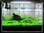 Micranthemum Monte Carlo Easy Carpet Live Aquarium Plant ✅