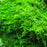 Christmas Moss Vesicularia Live Aquarium Plant Java Moss