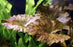 Tiger Lotus Nymphaea Zenkeri Lily Live Aquarium Plants ✅