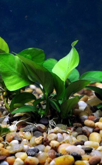 Anubias Barteri Easy Live Fish Tank Aquatic Aquarium Plants
