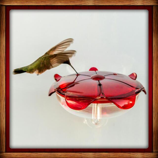 DROLL YANKEES RUBY SIPPER Window HUMMINGBIRD Feeder MADE IN USA