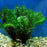 Anacharis Elodea Egeria Densa Easy Live Aquarium Plants