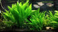 Amazon Sword Echinodorus Bleheri Live Aquarium Plants Rooted✅