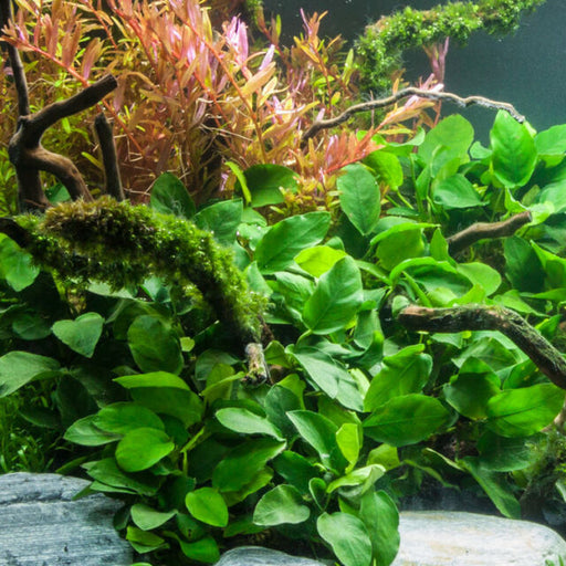 Anubias Barteri Easy Live Fish Tank Aquatic Aquarium Plants