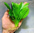 Echinodorus Rosette Sword Amazon Plant Live Aquarium Plant
