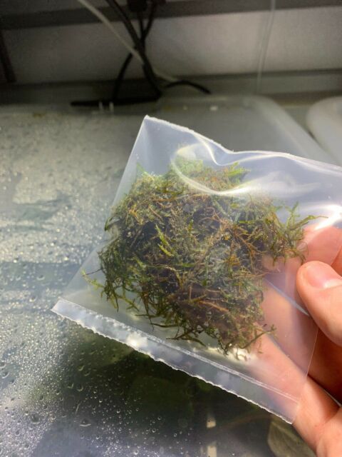 Java Moss Easy Live Aquarium Plant Taxiphyllum Barbieri ✅