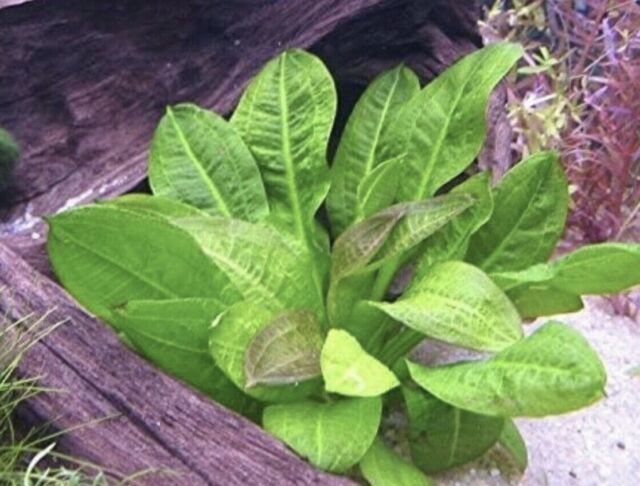 Echinodorus Rosette Sword Amazon Plant Live Aquarium Plant