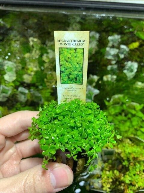 Micranthemum Monte Carlo Easy Carpet Live Aquarium Plant ✅