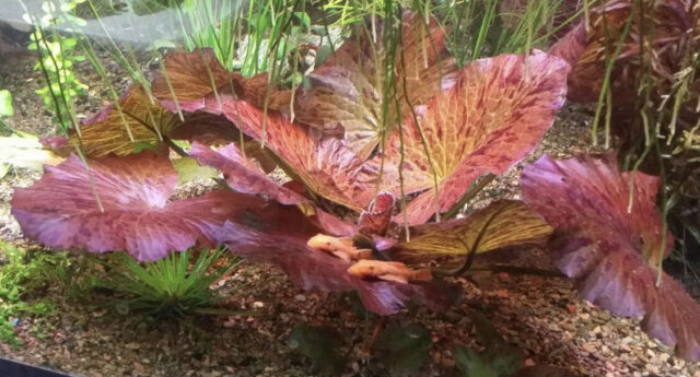 Tiger Lotus Nymphaea Zenkeri Lily Live Aquarium Plants ✅