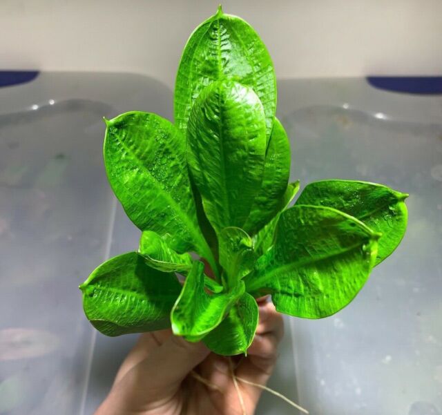 Echinodorus Rosette Sword Amazon Plant Live Aquarium Plant