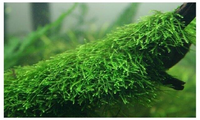 Java Moss Easy Live Aquarium Plant Taxiphyllum Barbieri ✅