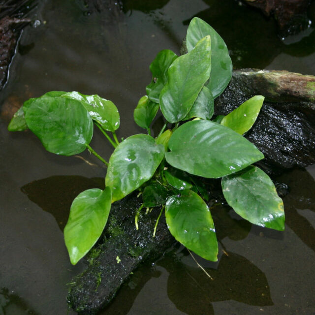 Anubias Barteri Easy Live Fish Tank Aquatic Aquarium Plants