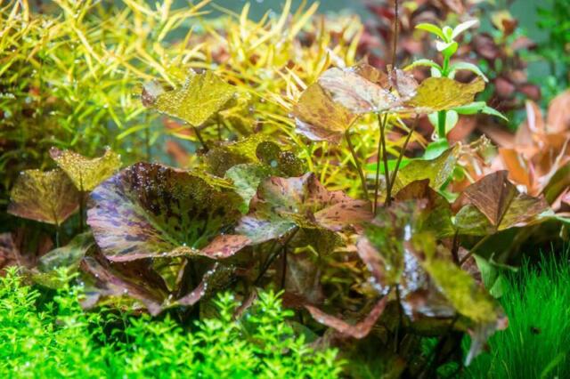 Tiger Lotus Nymphaea Zenkeri Lily Live Aquarium Plants ✅