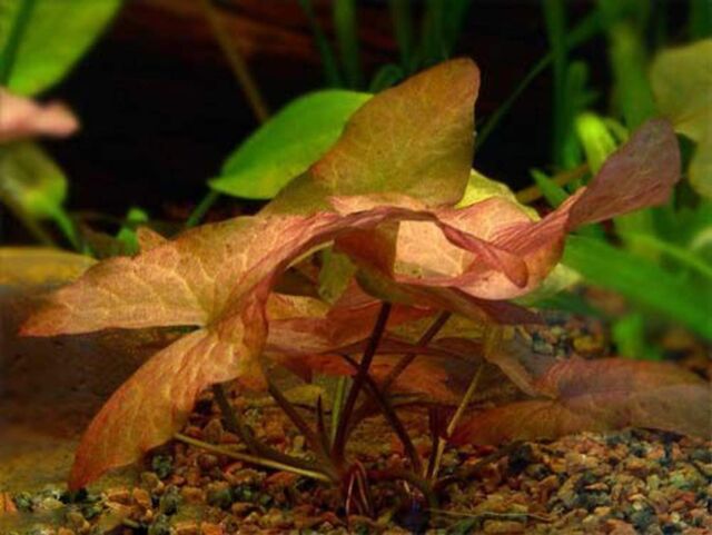 Tiger Lotus Nymphaea Zenkeri Lily Live Aquarium Plants ✅