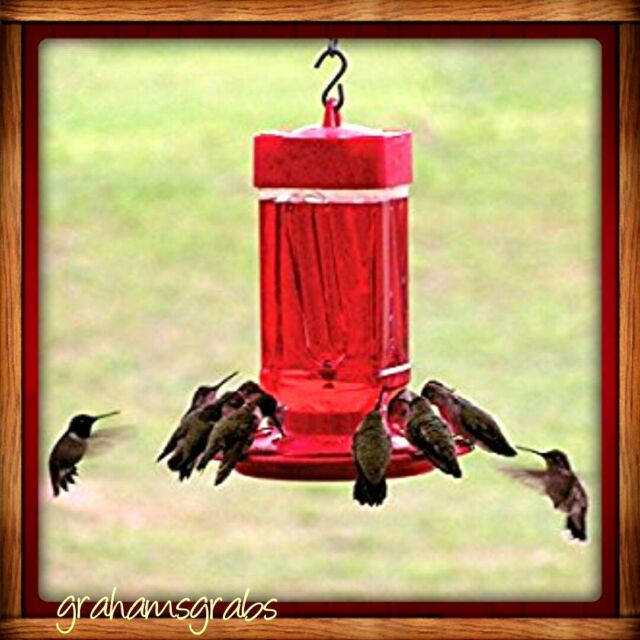 First nature hummingbird feeder 32 oz wide mouth #3055 easy clean with 10 ports