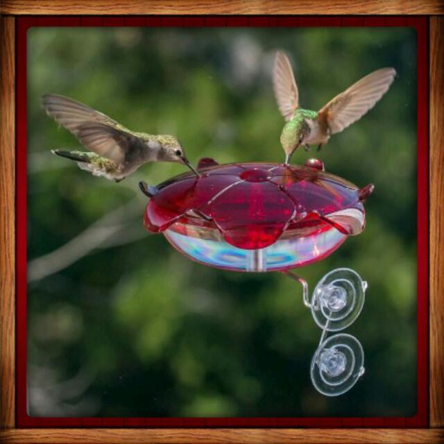 DROLL YANKEES RUBY SIPPER Window HUMMINGBIRD Feeder MADE IN USA