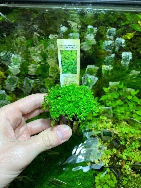 Micranthemum Monte Carlo Easy Carpet Live Aquarium Plant ✅