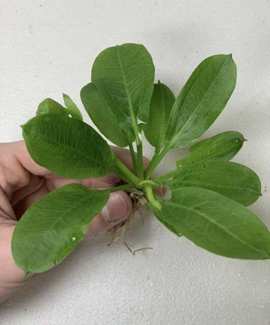 Echinodorus Rosette Sword Amazon Plant Live Aquarium Plant