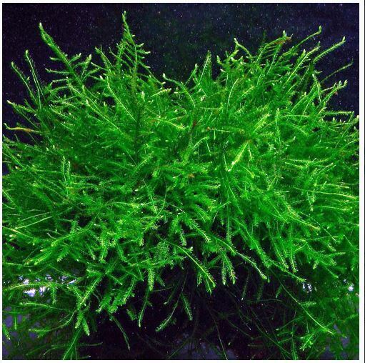 Java Moss Easy Live Aquarium Plant Taxiphyllum Barbieri ✅