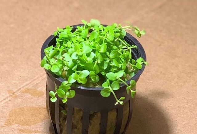 Micranthemum Monte Carlo Easy Carpet Live Aquarium Plant ✅