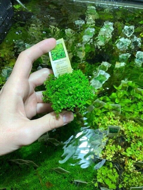 Micranthemum Monte Carlo Easy Carpet Live Aquarium Plant ✅