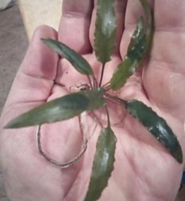 Cryptocoryne Wendtii Crypt Wendtii Live Aquarium Plant