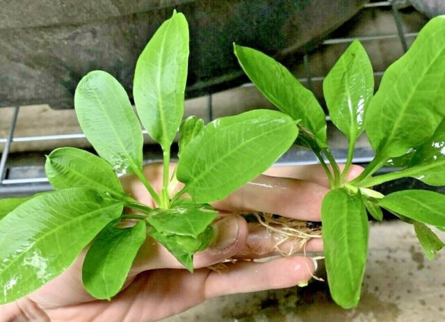 Echinodorus Rosette Sword Amazon Plant Live Aquarium Plant