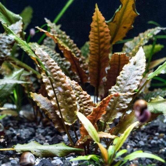 Cryptocoryne Wendtii Crypt Wendtii Live Aquarium Plant