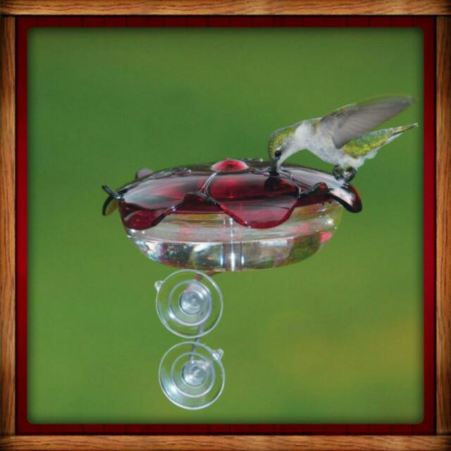 DROLL YANKEES RUBY SIPPER Window HUMMINGBIRD Feeder MADE IN USA