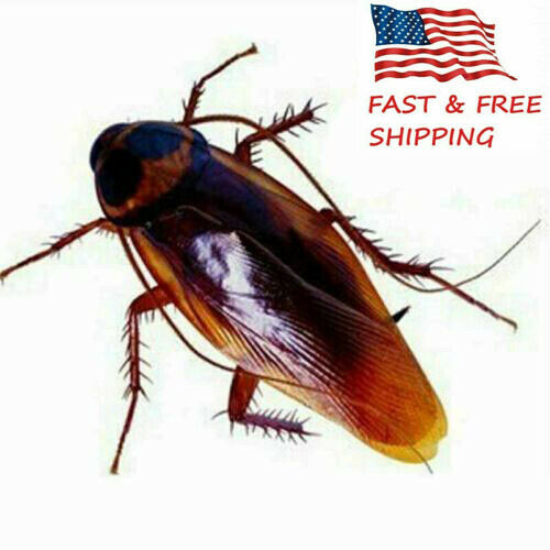 40pcs Prank Cockroaches Realistic Cock Roach Rubber Fake Creepy Bug Gag Toy Joke