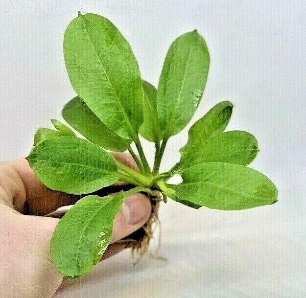 Echinodorus Rosette Sword Amazon Plant Live Aquarium Plant