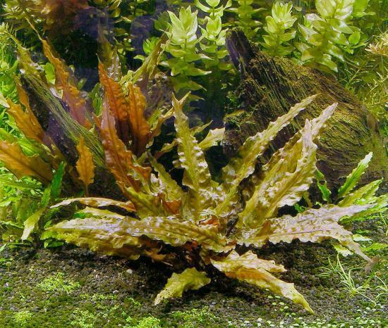 Cryptocoryne Wendtii Crypt Wendtii Live Aquarium Plant