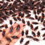 60PCS Prank Cockroaches Realistic Cock Roach Fake Creepy Bug Gag Toy Joke USA